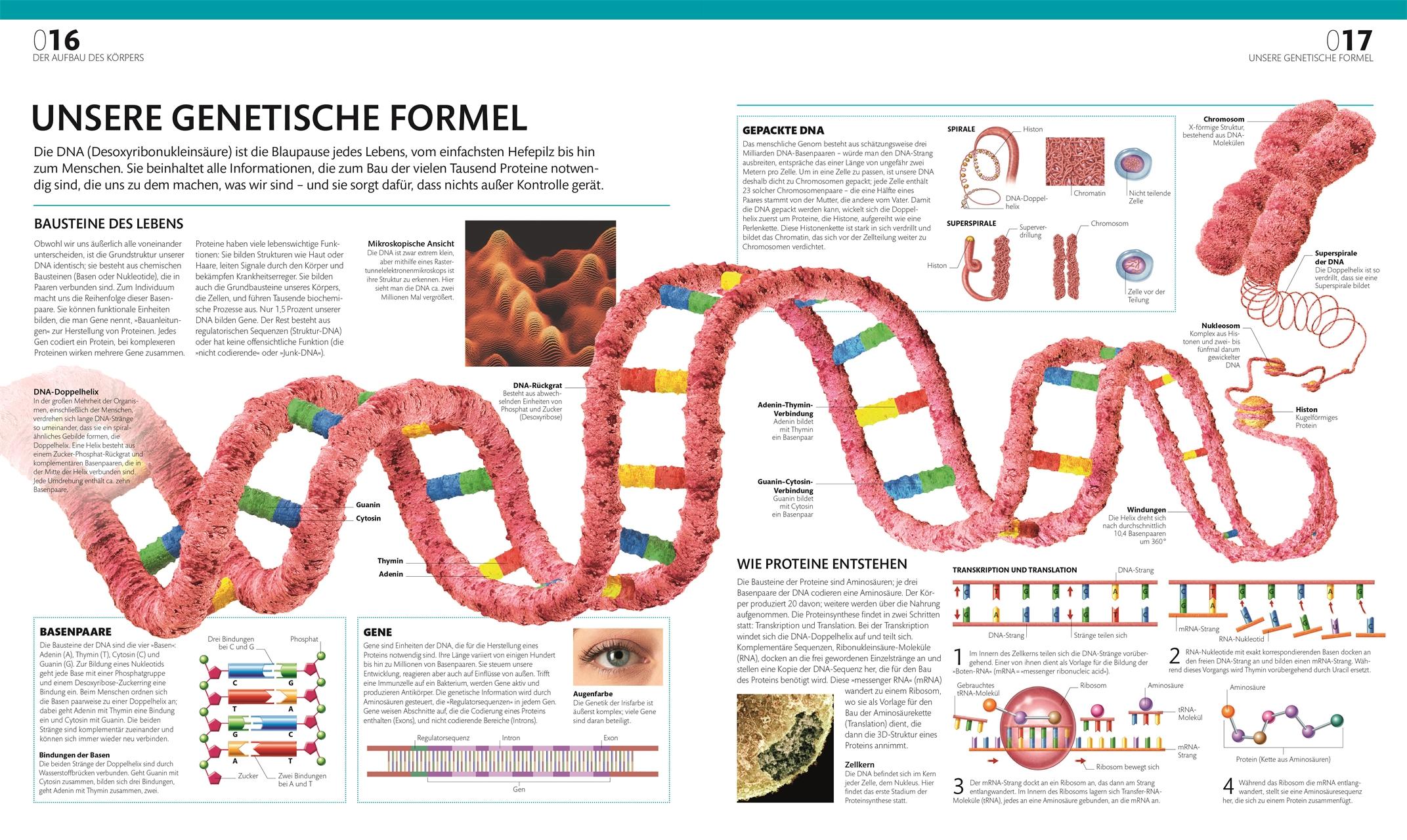 Anatomie und Physiologie