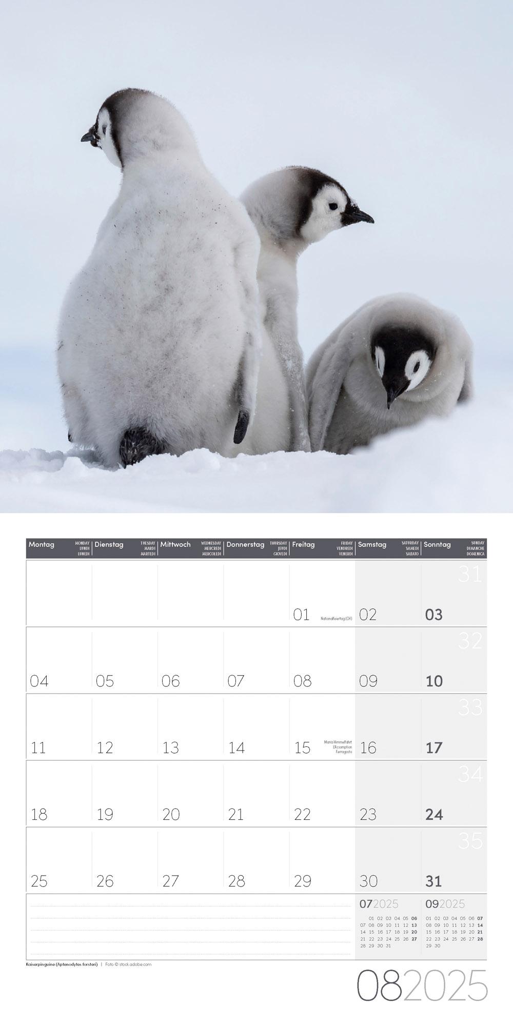 Pinguine Kalender 2025 - 30x30