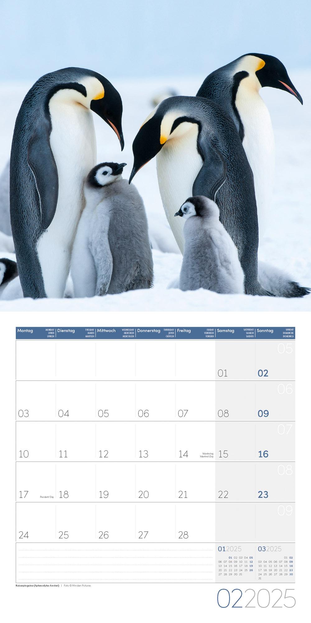 Pinguine Kalender 2025 - 30x30