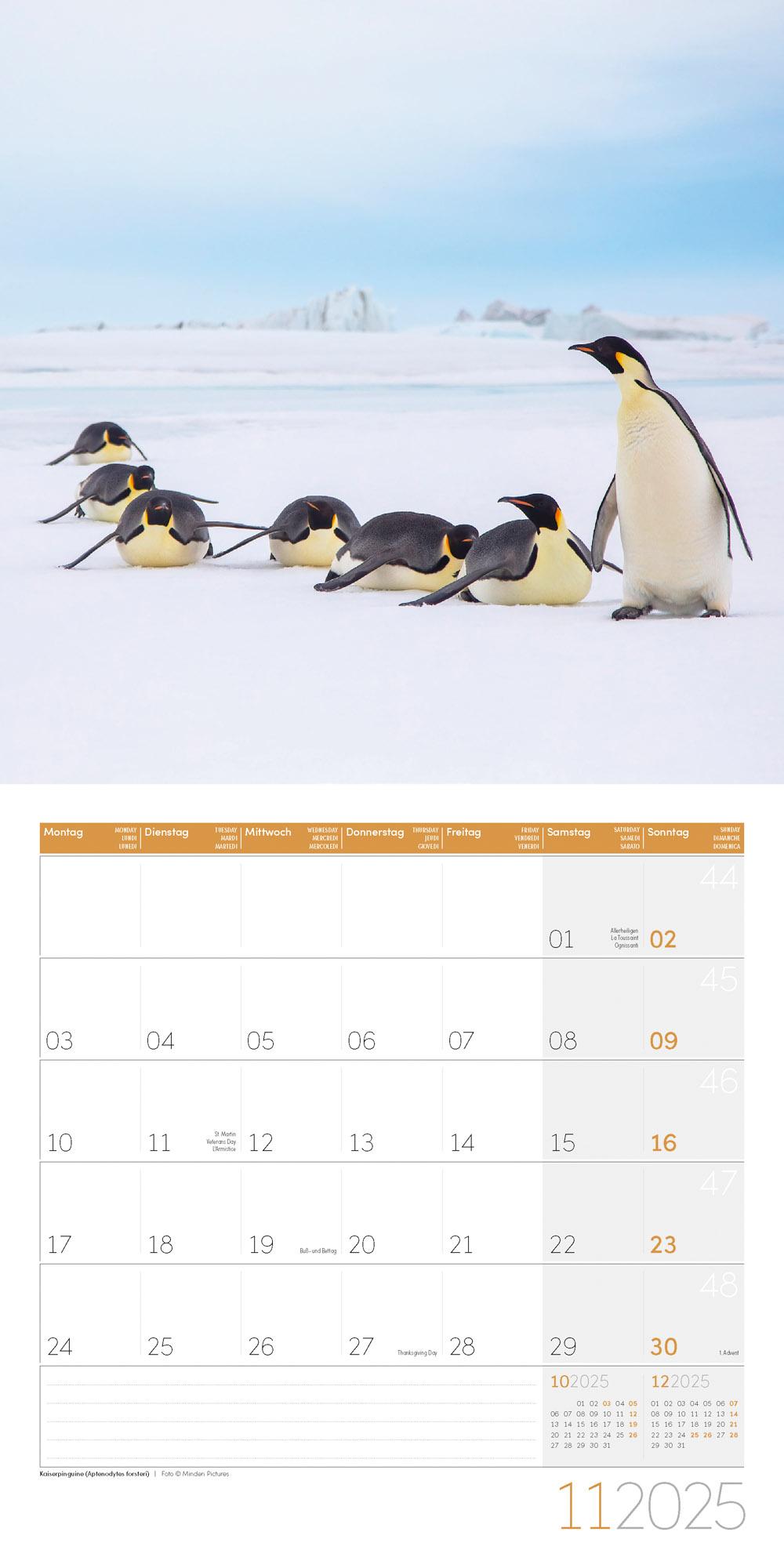 Pinguine Kalender 2025 - 30x30