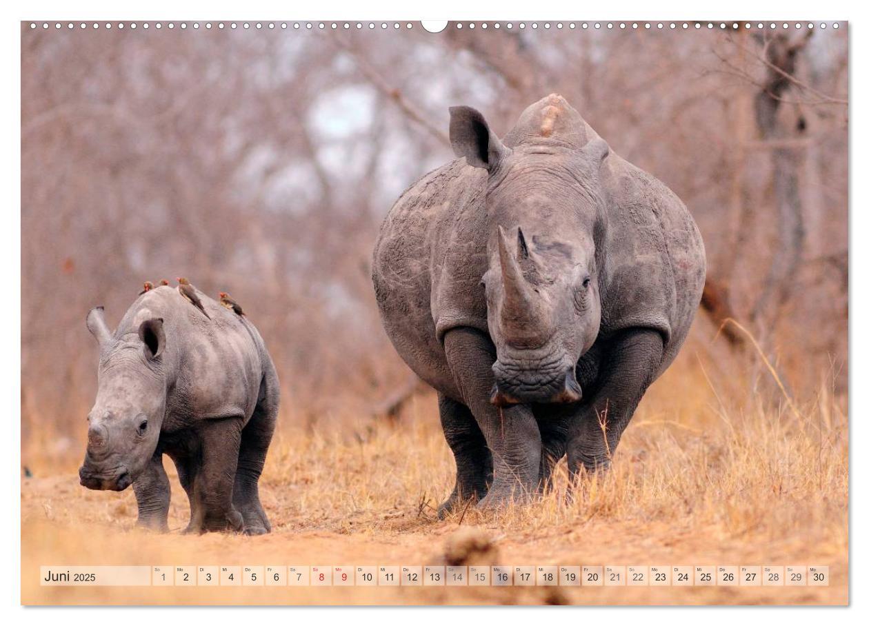 Afrikas Tierwelt Christian Heeb (hochwertiger Premium Wandkalender 2025 DIN A2 quer), Kunstdruck in Hochglanz