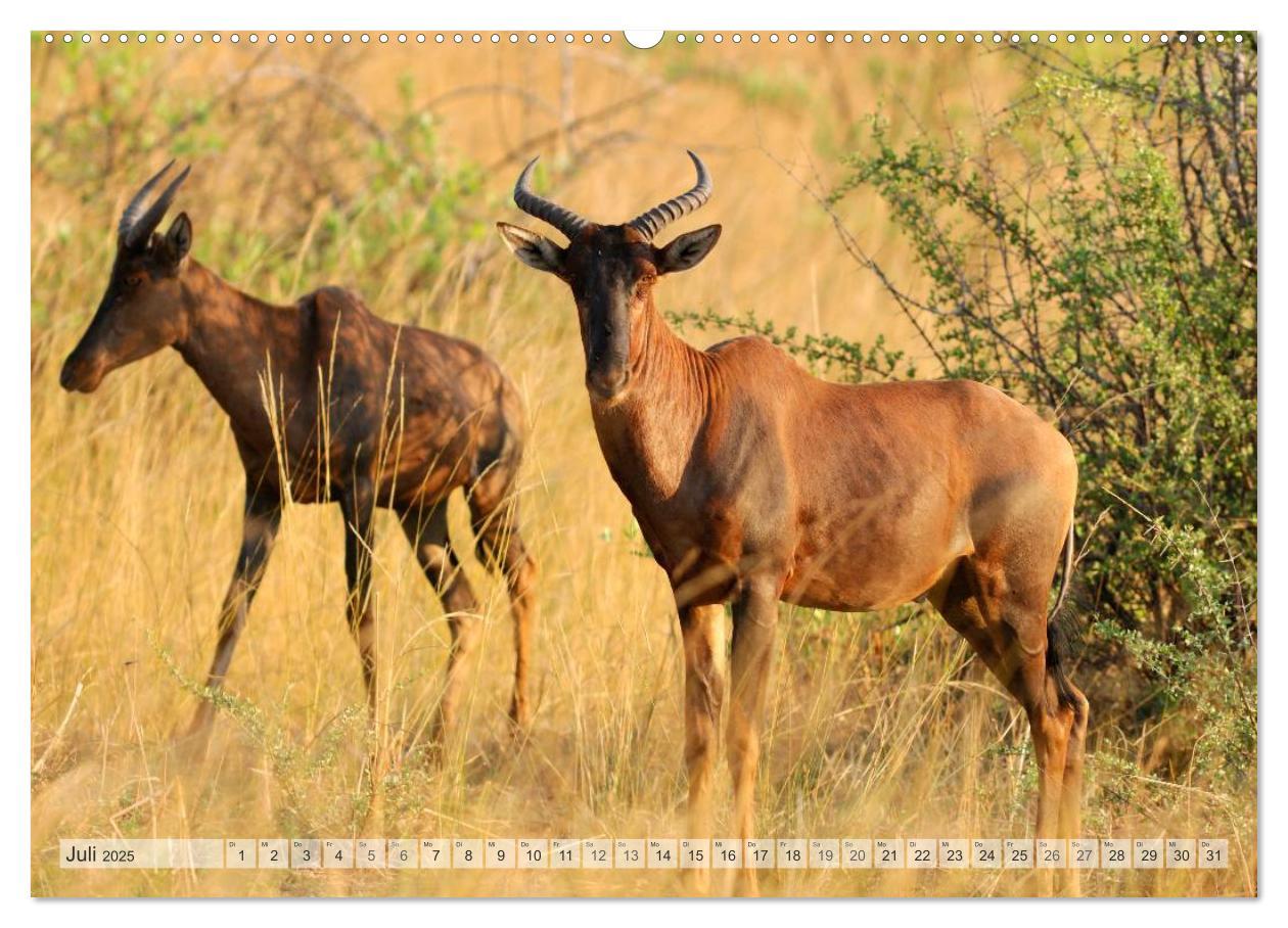 Afrikas Tierwelt Christian Heeb (hochwertiger Premium Wandkalender 2025 DIN A2 quer), Kunstdruck in Hochglanz